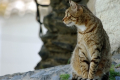 Le chat de Cadaquès